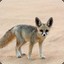 littleduskyfennec