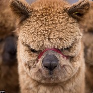 Raging Alpaca