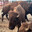 Lil Buffalo