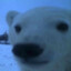 Slightly Perturbed Polar Bear