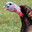 Gobblin Beaks