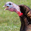 Gobblin Beaks