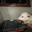 opossum_mypossum