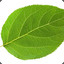 leaf. gamdom.com