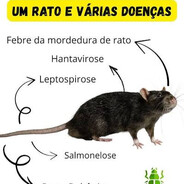 Rarabishuerba skins