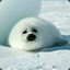 Baby_Seal