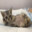 cat ඞ