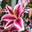 Stargazer139