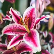 Stargazer139