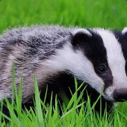 super_badger