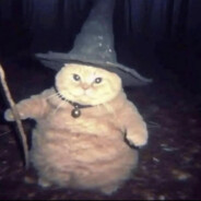 Wizard Cat