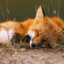 Re.Fox