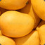 Several very small mangos