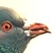 Pigeon Pummeler