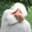sacred baboon