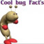 cool Bug Fact&#039;s