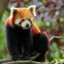 Red Panda 2