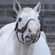 cavalo