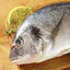 Gilt-Head Bream