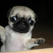 PugKK