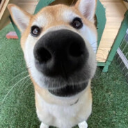 霸王龙爱吃爆米花