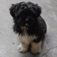 Aleku avatar