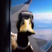 letuchiy_бычара