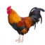 StrokeMyRooster