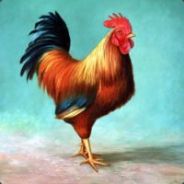 Rooster