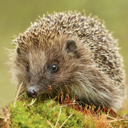 The_Peacock's avatar