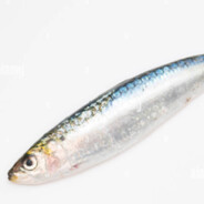 Sardine#2