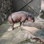 HorneyHippo318
