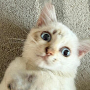 dılıℲ