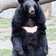 BatBear