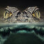 crocodyle