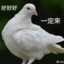 九亿少女的梦