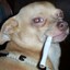 dog smokin lol