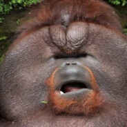 bigmonkeyfan