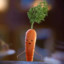 Ilovecarrot