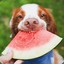 Watermelon Dog