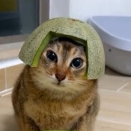 Skibidi Ohio Fanum Tax Rizzler