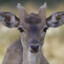 Little Biche