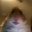 xHamster