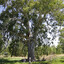 River Red Gum