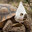 ahhhTurtle