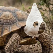 ahhhTurtle