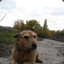 росток