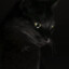 DarkCat