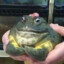 drog