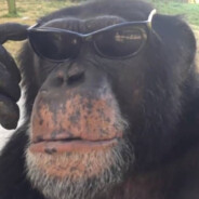 Chimp Pimpin